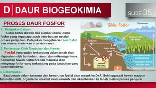 DAUR BIOGEOKIMIA SLIDE 35
D
PROSES DAUR FOSFOR
1. Pelapukan Batuan
Siklus fosfor diawali dari sumber utama utama
fosfor yang terpadapat pada batu-batuan melalui
proses pelapukan. Pelapukan mengeluarkan ion fosfat
dan mineral diedarkan di air dan tanah.
2. Penyerapan Oleh Tumbuhan dan Hewan
Fosfat yang sudah terkandung dalam tanah akan
digunakan oleh tumbuhan, jamur, dan mikroorganisme.
Kemudian hewan herbivora dan manusia akan
menyerap fosfor yang terkandung pada tumbuhan yang
dikomsumsinya.
3. Dekomposisi
Saat berada dalam tanaman dan hewan, ion fosfat akan masuk ke DNA. Sehingga saat hewan maupun
tumbuhan mati, organisme tersebut akan meluruh dan dikembalikan ke tanah melalui proses pengurai
yang dilakukan oleh dekomposer
 