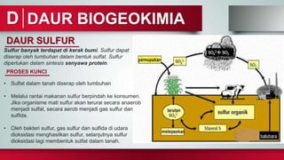 DAUR BIOGEOKIMIA
D
DAUR SULFUR
PROSES KUNCI
Sulfur banyak terdapat di kerak bumi. Sulfur dapat
diserap oleh tumbuhan dalam bentuk sulfat. Sulfur
diperlukan dalam sintesis senyawa protein.
• Sulfat dalam tanah diserap oleh tumbuhan
• Melalui rantai makanan sulfur berpindah ke konsumen.
Jika organisme mati sulfur akan terurai secara anaerob
menjadi sulfat, secara aerob menjadi gas sulfur dan
sulfida.
• Oleh bakteri sulfur, gas sulfur dan sulfida di udara
dioksidasi menghasilkan sulfur, selanjutnya sulfur
dioksidasi lagi membentuk sulfat dalam tanah.
 