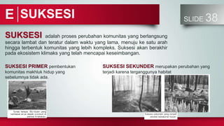 SLIDE 38
SUKSESI adalah proses perubahan komunitas yang berlangsung
secara lambat dan teratur dalam waktu yang lama, menuju ke satu arah
hingga terbentuk komunitas yang lebih kompleks. Suksesi akan berakhir
pada ekosistem klimaks yang telah mencapai keseimbangan.
SUKSESI
E
SUKSESI PRIMER pembentukan
komunitas makhluk hidup yang
sebelumnya tidak ada.
SUKSESI SEKUNDER merupakan perubahan yang
terjadi karena terganggunya habitat
 