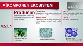 SLIDE 6
KOMPONEN EKOSISTEM
A
BIOTIK
Komponen hidup
Produsen
Semua organisme yang yang
dapat membuat makanannya
sendiri (autotrof)
Fotoautotrof
Jika dalam mensintesis makanannya
memerlukan bantuan energi cahaya
Kemoautotrof
Jika dalam mensintesis makanannya
memanfaatkan energi hasil reaksi
kimia
Contoh
Semua tumbuhan, alga dan
prokariota fotosintetik
Contoh
Prokariota kemosintetik
Halimeda opuntia
makroalga
Cyanobacteria
Prokariota fotosintetik
Nitrosomonas
Prokariota kemosintetik
 