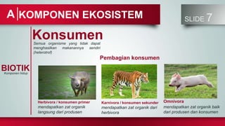 SLIDE 7
KOMPONEN EKOSISTEM
A
BIOTIK
Komponen hidup
Konsumen
Semua organisme yang tidak dapat
menghasilkan makanannya sendiri
(heterotrof)
Pembagian konsumen
Herbivora / konsumen primer
mendapatkan zat organik
langsung dari produsen
Karnivora / konsumen sekunder
mendapatkan zat organik dari
herbivora
Omnivora
mendapatkan zat organik baik
dari produsen dan konsumen
 