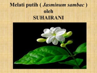 Melati putih ( Jasminum sambac )
oleh
SUHAIRANI
 