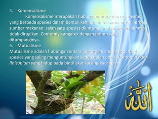 4. Komensalisme
Komensalisme merupakan hubunganantara dua organisme
yang berbeda spesies dalam bentuk kehidupan bersama untuk berbagi
sumber makanan; salah satu spesies diuntungkan dan spesies lainnya
tidak dirugikan. Contohnya anggrek dengan pohon yang
ditumpanginya.
5. Mutualisme
Mutualisme adalah hubungan antara dua organisme yang berbeda
spesies yang saling menguntungkan kedua belah pihak. Contoh, bakteri
Rhizobium yang hidup pada bintil akar kacang-kacangan.
 