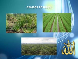 GAMBAR POPULASI
 