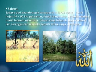 • Sabana.
Sabana dari daerah tropik terdapat di wilayah dengan curah
hujan 40 – 60 inci per tahun, tetapi temperatur dan kelembaban
masih tergantung musim. Hewan yang hidup di sabana antara
lain serangga dan mamalia seperti zebra, singa, dan hyena.
 