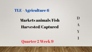Markets animals/Fish
Harvested/Captured
Quarter 2 Week 9
TLE - Agriculture 6
D
A
Y
1
 