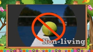 Video of living
things
 