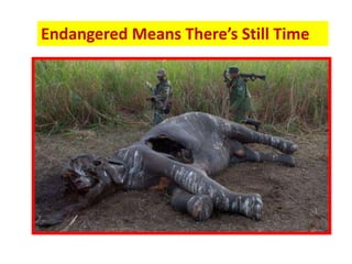 Endangered Means There’s Still Time
 