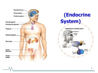 1
(Endocrine
System)
 
