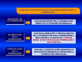 FASES DEL ACTO MENTAL DURANTE EL PROCESAMIENTO DE LA
                               INFORMACIÓN


 RECEPCIÓN DE
LA INFORMACIÓN
 ENTRADA DE LA          FASE DE RECEPCIÓN DE LA INFORMACION
 INFORMACIÓN             MEDIANTE ACTIVIDADES SENSORIALES.




                        FASE DE ELABORACIÓN Y PROCESAMIENTO
 ELABORACIÓN
 ELABORACIÓN           DE LA INFORMACIÓN PARA COMPRENDERLA,
     DE LA
     DE LA               ORGANIZARLA, ALMACENAR Y FORMAR
 INFORMACIÓN
 INFORMACIÓN           REDES ESTRUCTURALES DE INFORMACIÓN Y
                                    PENSAMIENTO


COMUNICACIÓN
COMUNICACIÓN            FASE DE LA COMUNICACIÓN, RESPUESTA O
     DE LA
     DE LA              SOLUCIÓN DE PROBLEMAS UTILIZANDO LA
 INFORMACIÓN
 INFORMACIÓN                   INFORMACIÓN PROCESADA
 