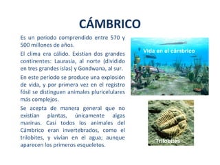 Es un periodo comprendido entre 570 y
500 millones de años.
El clima era cálido. Existían dos grandes
continentes: Laurasia, al norte (dividido
en tres grandes islas) y Gondwana, al sur.
En este período se produce una explosión
de vida, y por primera vez en el registro
fósil se distinguen animales pluricelulares
más complejos.
Se acepta de manera general que no
existían plantas, únicamente algas
marinas. Casi todos los animales del
Cámbrico eran invertebrados, como el
trilobites, y vivían en el agua; aunque
aparecen los primeros esqueletos.
CÁMBRICO
Trilobites
Vida en el cámbrico
 