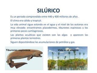 Es un periodo comprendido entre 440 y 400 millones de años .
El clima era cálido y tropical.
La vida animal sigue estando en el agua y el nivel de los océanos era
muy elevado: encontramos placodermos, tiburones espinosos y los
primeros peces cartilaginosos.
Las plantas acuáticas que existen son las algas y aparecen las
primeras plantas terrestres.
Siguen depositándose las acumulaciones de petróleo y gas.
SILÚRICO
Tiburones espinosos Vida en el silúrico
 