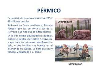 Es un periodo comprendido entre 225 y
65 millones de años.
Se formó un único continente, llamado
Pangea, que iba de norte a sur de la
Tierra; lo que hizo que se diferenciaran.
En la vida animal abundaban los reptiles
marinos y reptiles terrestres herbívoros,
y aparecen los primeros mamíferos con
pelo, y que incuban sus huevos en el
interior de su cuerpo. La flora era rica y
variada, y adaptada a su clima
PÉRMICO
Libélulas del carbonífero
Dimetrodón
Lystrosauro
 
