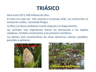 Hace entre 225 y 190 millones de años.
El clima era cada vez más caluroso y el paisaje árido. Los continentes se
mantenían unidos , formando Pangea.
La flora y la fauna cambiaron mucho respecto a la etapa anterior.
Los animales más importantes fueron los dinosaurios y los reptiles
voladores. También encontramos a los primeros mamíferos.
Las plantas eran características de zonas desérticas: plantas cycadales,
parecidas a palmeras.
TRIÁSICO
Animales del Triásico
Plantas cycadales
 