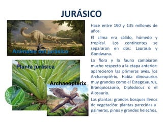 Hace entre 190 y 135 millones de
años.
El clima era cálido, húmedo y
tropical. Los continentes se
separaron en dos: Laurasia y
Gondwana.
La flora y la fauna cambiaron
mucho respecto a la etapa anterior:
aparecieron las primeras aves, los
Archaeoptérix. Había dinosaurios
muy grandes como el Estegosaurus,
Branquiosaurio, Diplodocus o el
Alosaurio.
Las plantas: grandes bosques llenos
de vegetación: plantas parecidas a
palmeras, pinos y grandes helechos.
JURÁSICO
PLANTAS
JURÁSICAS
Animales del jurásico
Planta jurásica
Archaeoptérix
 