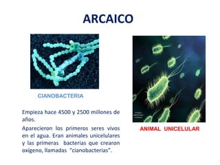 ARCAICO
Empieza hace 4500 y 2500 millones de
años.
Aparecieron los primeros seres vivos
en el agua. Eran animales unicelulares
y las primeras bacterias que crearon
oxígeno, llamadas “cianobacterias”.
CIANOBACTERIA
ANIMAL UNICELULAR
 