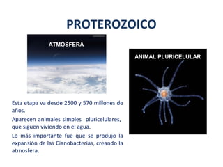 Esta etapa va desde 2500 y 570 millones de
años.
Aparecen animales simples pluricelulares,
que siguen viviendo en el agua.
Lo más importante fue que se produjo la
expansión de las Cianobacterias, creando la
atmosfera.
PROTEROZOICO
ATMÓSFERA
ANIMAL PLURICELULAR
 