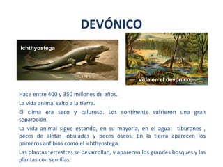 Hace entre 400 y 350 millones de años.
La vida animal salto a la tierra.
El clima era seco y caluroso. Los continente sufrieron una gran
separación.
La vida animal sigue estando, en su mayoría, en el agua: tiburones ,
peces de aletas lobuladas y peces óseos. En la tierra aparecen los
primeros anfibios como el ichthyostega.
Las plantas terrestres se desarrollan, y aparecen los grandes bosques y las
plantas con semillas.
DEVÓNICO
Ichthyostega
Vida en el devónico
 