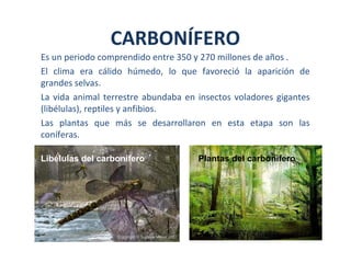 Es un periodo comprendido entre 350 y 270 millones de años .
El clima era cálido húmedo, lo que favoreció la aparición de
grandes selvas.
La vida animal terrestre abundaba en insectos voladores gigantes
(libélulas), reptiles y anfibios.
Las plantas que más se desarrollaron en esta etapa son las
coníferas.
CARBONÍFERO
Libélulas del carbonífero Plantas del carbonífero
 
