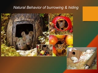 PPT Ethics in Animal Study- research1.pptx
