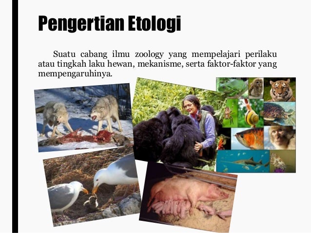 7400 Gambar Gambar Hewan Pdf HD Terbaik