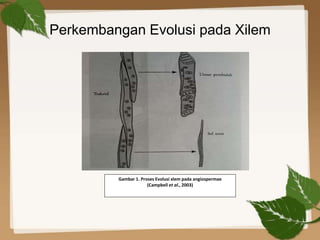 bukti evolusi angiospermae
