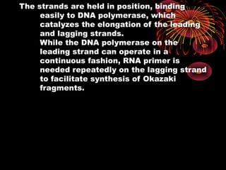 The strands are held in position, binding
     easily to DNA polymerase, which
     catalyzes the elongation of the leading
     and lagging strands.
     While the DNA polymerase on the
     leading strand can operate in a
     continuous fashion, RNA primer is
     needed repeatedly on the lagging strand
     to facilitate synthesis of Okazaki
     fragments.
 