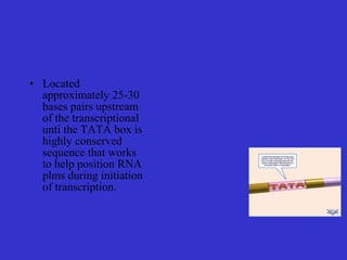 • Located 
approximately 25-30 
bases pairs upstream 
of the transcriptional 
unti the TATA box is 
highly conserved 
sequence that works 
to help position RNA 
plms during initiation 
of transcription. 
 