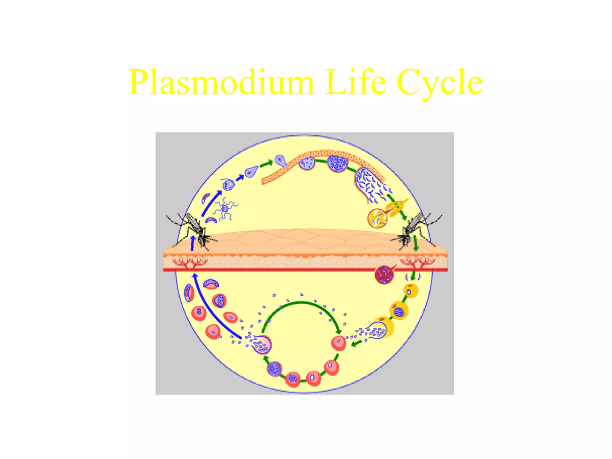 Plasmodium Life Cycle 
http://www.who.int/tdr/diseases/malaria/lifecycle.htm 
 