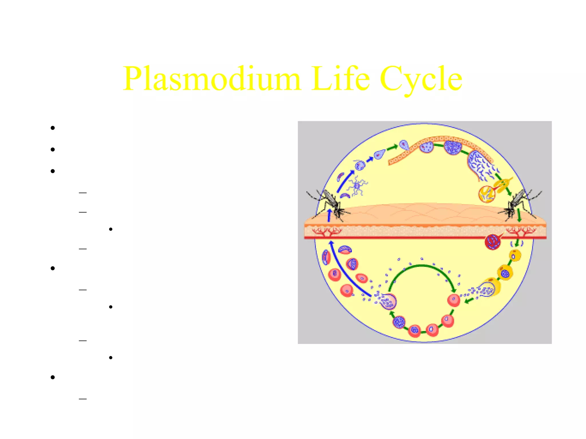 Plasmodium Life Cycle 
• Mosquito bite 
• Sporozoites enter blood 
• Travel to liver 
– Hepatocytes 
– Asexual growth 
• Schizonts  merozoites 
– Merozoites to blood 
• Merozoa to blood 
– Infect RBC 
• Release trophozoites, 
merozoites, schizonts 
– Merozoite transformation 
• Gametocytes 
• Passed to new mosquito 
– Sexual cycle 
http://www.who.int/tdr/diseases/malaria/lifecycle.htm 
 