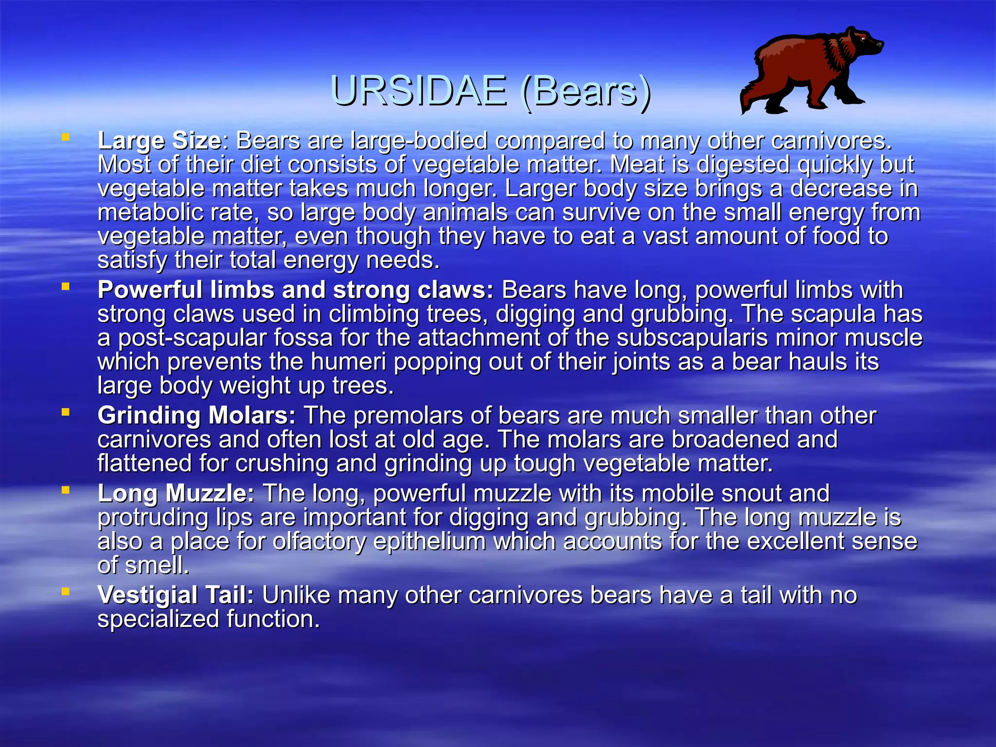 UURRSSIIDDAAEE ((BBeeaarrss)) 
 LLaarrggee SSiizzee:: BBeeaarrss aarree llaarrggee--bbooddiieedd ccoommppaarreedd ttoo mmaannyy ootthheerr ccaarrnniivvoorreess.. 
MMoosstt ooff tthheeiirr ddiieett ccoonnssiissttss ooff vveeggeettaabbllee mmaatttteerr.. MMeeaatt iiss ddiiggeesstteedd qquuiicckkllyy bbuutt 
vveeggeettaabbllee mmaatttteerr ttaakkeess mmuucchh lloonnggeerr.. LLaarrggeerr bbooddyy ssiizzee bbrriinnggss aa ddeeccrreeaassee iinn 
mmeettaabboolliicc rraattee,, ssoo llaarrggee bbooddyy aanniimmaallss ccaann ssuurrvviivvee oonn tthhee ssmmaallll eenneerrggyy ffrroomm 
vveeggeettaabbllee mmaatttteerr,, eevveenn tthhoouugghh tthheeyy hhaavvee ttoo eeaatt aa vvaasstt aammoouunntt ooff ffoooodd ttoo 
ssaattiissffyy tthheeiirr ttoottaall eenneerrggyy nneeeeddss.. 
 PPoowweerrffuull lliimmbbss aanndd ssttrroonngg ccllaawwss:: BBeeaarrss hhaavvee lloonngg,, ppoowweerrffuull lliimmbbss wwiitthh 
ssttrroonngg ccllaawwss uusseedd iinn cclliimmbbiinngg ttrreeeess,, ddiiggggiinngg aanndd ggrruubbbbiinngg.. TThhee ssccaappuullaa hhaass 
aa ppoosstt--ssccaappuullaarr ffoossssaa ffoorr tthhee aattttaacchhmmeenntt ooff tthhee ssuubbssccaappuullaarriiss mmiinnoorr mmuussccllee 
wwhhiicchh pprreevveennttss tthhee hhuummeerrii ppooppppiinngg oouutt ooff tthheeiirr jjooiinnttss aass aa bbeeaarr hhaauullss iittss 
llaarrggee bbooddyy wweeiigghhtt uupp ttrreeeess.. 
 GGrriinnddiinngg MMoollaarrss:: TThhee pprreemmoollaarrss ooff bbeeaarrss aarree mmuucchh ssmmaalllleerr tthhaann ootthheerr 
ccaarrnniivvoorreess aanndd oofftteenn lloosstt aatt oolldd aaggee.. TThhee mmoollaarrss aarree bbrrooaaddeenneedd aanndd 
ffllaatttteenneedd ffoorr ccrruusshhiinngg aanndd ggrriinnddiinngg uupp ttoouugghh vveeggeettaabbllee mmaatttteerr.. 
 LLoonngg MMuuzzzzllee:: TThhee lloonngg,, ppoowweerrffuull mmuuzzzzllee wwiitthh iittss mmoobbiillee ssnnoouutt aanndd 
pprroottrruuddiinngg lliippss aarree iimmppoorrttaanntt ffoorr ddiiggggiinngg aanndd ggrruubbbbiinngg.. TThhee lloonngg mmuuzzzzllee iiss 
aallssoo aa ppllaaccee ffoorr oollffaaccttoorryy eeppiitthheelliiuumm wwhhiicchh aaccccoouunnttss ffoorr tthhee eexxcceelllleenntt sseennssee 
ooff ssmmeellll.. 
 VVeessttiiggiiaall TTaaiill:: UUnnlliikkee mmaannyy ootthheerr ccaarrnniivvoorreess bbeeaarrss hhaavvee aa ttaaiill wwiitthh nnoo 
ssppeecciiaalliizzeedd ffuunnccttiioonn.. 
 