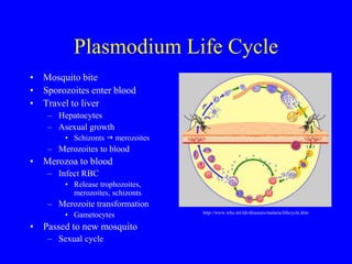 Plasmodium Life Cycle
• Mosquito bite
• Sporozoites enter blood
• Travel to liver
– Hepatocytes
– Asexual growth
• Schizonts  merozoites
– Merozoites to blood
• Merozoa to blood
– Infect RBC
• Release trophozoites,
merozoites, schizonts
– Merozoite transformation
• Gametocytes
• Passed to new mosquito
– Sexual cycle
http://www.who.int/tdr/diseases/malaria/lifecycle.htm
 
