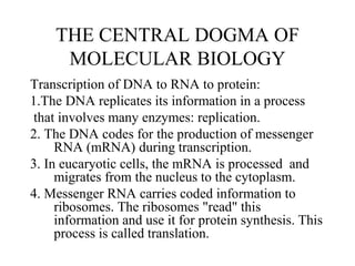 THE CENTRAL DOGMA OF
MOLECULAR BIOLOGY
Transcription of DNA to RNA to protein:
1.The DNA replicates its information in a process
that involves many enzymes: replication.
2. The DNA codes for the production of messenger
RNA (mRNA) during transcription.
3. In eucaryotic cells, the mRNA is processed and
migrates from the nucleus to the cytoplasm.
4. Messenger RNA carries coded information to
ribosomes. The ribosomes "read" this
information and use it for protein synthesis. This
process is called translation.
 