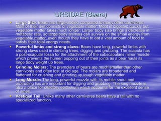 URSIDAE (Bears)
 Large Size: Bears are large-bodied compared to many other carnivores.
Most of their diet consists of vegetable matter. Meat is digested quickly but
vegetable matter takes much longer. Larger body size brings a decrease in
metabolic rate, so large body animals can survive on the small energy from
vegetable matter, even though they have to eat a vast amount of food to
satisfy their total energy needs.
 Powerful limbs and strong claws: Bears have long, powerful limbs with
strong claws used in climbing trees, digging and grubbing. The scapula has
a post-scapular fossa for the attachment of the subscapularis minor muscle
which prevents the humeri popping out of their joints as a bear hauls its
large body weight up trees.
 Grinding Molars: The premolars of bears are much smaller than other
carnivores and often lost at old age. The molars are broadened and
flattened for crushing and grinding up tough vegetable matter.
 Long Muzzle: The long, powerful muzzle with its mobile snout and
protruding lips are important for digging and grubbing. The long muzzle is
also a place for olfactory epithelium which accounts for the excellent sense
of smell.
 Vestigial Tail: Unlike many other carnivores bears have a tail with no
specialized function.
 