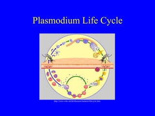 Plasmodium Life Cycle
http://www.who.int/tdr/diseases/malaria/lifecycle.htm
 