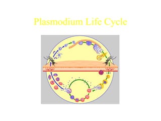 Plasmodium Life Cycle
http://www.who.int/tdr/diseases/malaria/lifecycle.htm
 