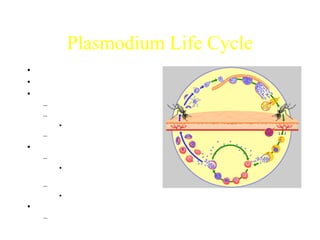 Plasmodium Life Cycle
• Mosquito bite
• Sporozoites enter blood
• Travel to liver
– Hepatocytes
– Asexual growth
• Schizonts  merozoites
– Merozoites to blood
• Merozoa to blood
– Infect RBC
• Release trophozoites,
merozoites, schizonts
– Merozoite transformation
• Gametocytes
• Passed to new mosquito
– Sexual cycle
http://www.who.int/tdr/diseases/malaria/lifecycle.htm
 