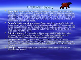 URSIDAE (Bears)
URSIDAE (Bears)
 Large Size
Large Size: Bears are large-bodied compared to many other carnivores.
: Bears are large-bodied compared to many other carnivores.
Most of their diet consists of vegetable matter. Meat is digested quickly but
Most of their diet consists of vegetable matter. Meat is digested quickly but
vegetable matter takes much longer. Larger body size brings a decrease in
vegetable matter takes much longer. Larger body size brings a decrease in
metabolic rate, so large body animals can survive on the small energy from
metabolic rate, so large body animals can survive on the small energy from
vegetable matter, even though they have to eat a vast amount of food to
vegetable matter, even though they have to eat a vast amount of food to
satisfy their total energy needs.
satisfy their total energy needs.
 Powerful limbs and strong claws:
Powerful limbs and strong claws: Bears have long, powerful limbs with
Bears have long, powerful limbs with
strong claws used in climbing trees, digging and grubbing. The scapula has
strong claws used in climbing trees, digging and grubbing. The scapula has
a post-scapular fossa for the attachment of the subscapularis minor muscle
a post-scapular fossa for the attachment of the subscapularis minor muscle
which prevents the humeri popping out of their joints as a bear hauls its
which prevents the humeri popping out of their joints as a bear hauls its
large body weight up trees.
large body weight up trees.
 Grinding Molars:
Grinding Molars: The premolars of bears are much smaller than other
The premolars of bears are much smaller than other
carnivores and often lost at old age. The molars are broadened and
carnivores and often lost at old age. The molars are broadened and
flattened for crushing and grinding up tough vegetable matter.
flattened for crushing and grinding up tough vegetable matter.
 Long Muzzle:
Long Muzzle: The long, powerful muzzle with its mobile snout and
The long, powerful muzzle with its mobile snout and
protruding lips are important for digging and grubbing. The long muzzle is
protruding lips are important for digging and grubbing. The long muzzle is
also a place for olfactory epithelium which accounts for the excellent sense
also a place for olfactory epithelium which accounts for the excellent sense
of smell.
of smell.
 Vestigial Tail:
Vestigial Tail: Unlike many other carnivores bears have a tail with no
Unlike many other carnivores bears have a tail with no
specialized function.
specialized function.
 