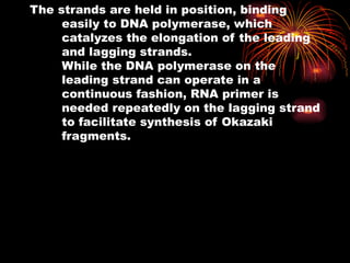 The strands are held in position, binding
easily to DNA polymerase, which
catalyzes the elongation of the leading
and lagging strands.
While the DNA polymerase on the
leading strand can operate in a
continuous fashion, RNA primer is
needed repeatedly on the lagging strand
to facilitate synthesis of Okazaki
fragments.
 