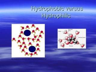 Hydrophobic versus
Hydrophobic versus
Hydrophilic
Hydrophilic
http://www.uic.edu/classes/bios/bios100/lecturesf04am/lect02.htm
http://academic.brooklyn.cuny.edu/biology/bio4fv/page/hydro.gif
 