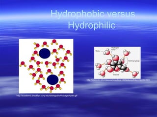 Hydrophobic versus
Hydrophilic
http://www.uic.edu/classes/bios/bios100/lecturesf04am/lect02.htm
http://academic.brooklyn.c...