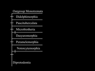 Outgroup Monotremata
Notorcytemorphia
Peramelemorphia
Dasyuromorphia
Microbiotheria
Paucituberculata
Didelphimorphia
Dipro...