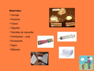Materiales: Jeringa Huincha Vasos Algodón Semillas de maravilla Fertilizante – urea Enraizante Agua Bitácora  