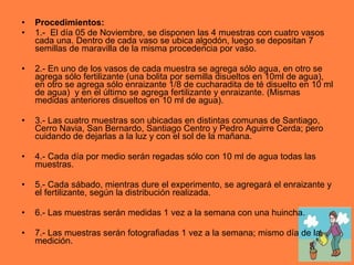 Procedimientos: 1.-  El día 05 de Noviembre, se disponen las 4 muestras con cuatro vasos cada una. Dentro de cada vaso se ubica algodón, luego se depositan 7 semillas de maravilla de la misma procedencia por vaso. 2.- En uno de los vasos de cada muestra se agrega sólo agua, en otro se agrega sólo fertilizante (una bolita por semilla disueltos en 10ml de agua), en otro se agrega sólo enraizante 1/8 de cucharadita de té disuelto en 10 ml de agua)  y en el último se agrega fertilizante y enraizante. (Mismas medidas anteriores disueltos en 10 ml de agua). 3.- Las cuatro muestras son ubicadas en distintas comunas de Santiago, Cerro Navia, San Bernardo, Santiago Centro y Pedro Aguirre Cerda; pero cuidando de dejarlas a la luz y con el sol de la mañana. 4.- Cada día por medio serán regadas sólo con 10 ml de agua todas las muestras. 5.- Cada sábado, mientras dure el experimento, se agregará el enraizante y el fertilizante, según la distribución realizada. 6.- Las muestras serán medidas 1 vez a la semana con una huincha.  7.- Las muestras serán fotografiadas 1 vez a la semana; mismo día de la medición. 