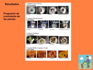 Progresión de crecimiento de las plantas Resultados 