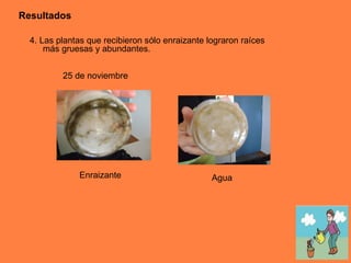 4. Las plantas que recibieron sólo enraizante lograron raíces más gruesas y abundantes. Resultados Enraizante Agua 25 de noviembre 
