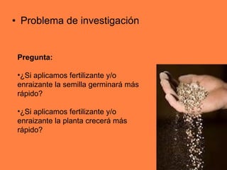 Problema de investigación Pregunta: ¿Si aplicamos fertilizante y/o enraizante la semilla germinará más rápido? ¿Si aplicamos fertilizante y/o enraizante la planta crecerá más rápido? 