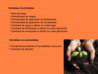 Variables Controladas Hora de riego. Periodicidad de riegos. Periodicidad de aplicación de fertilizantes. Periodicidad de aplicación de enraizantes. Cantidad de agua a utilizar en cada riego. Cantidad de fertilizante a utilizar en cada aplicación. Cantidad de enraizante a utilizar en cada aplicación. Variables no controladas Temperatura recibida en las distintas comunas. Cantidad de algodón. 