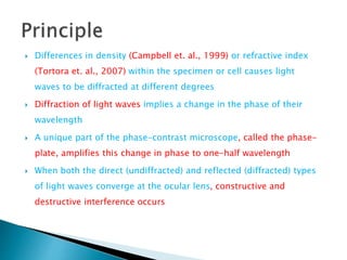  Differences in density (Campbell et. al., 1999) or refractive index
(Tortora et. al., 2007) within the specimen or cell causes light
waves to be diffracted at different degrees
 Diffraction of light waves implies a change in the phase of their
wavelength
 A unique part of the phase-contrast microscope, called the phase-
plate, amplifies this change in phase to one-half wavelength
 When both the direct (undiffracted) and reflected (diffracted) types
of light waves converge at the ocular lens, constructive and
destructive interference occurs
 