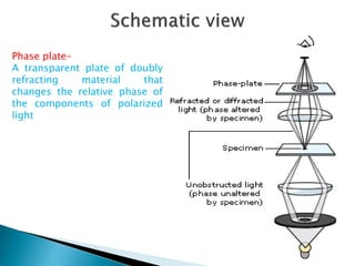 Phase plate-
A transparent plate of doubly
refracting material that
changes the relative phase of
the components of polarized
light
 